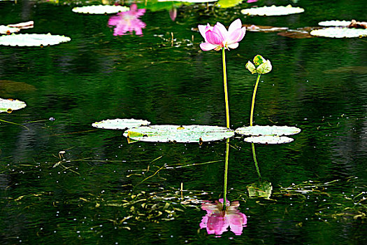 cách đánh song thủ lô