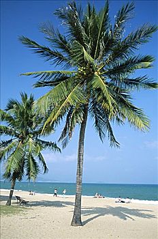 soi cau thu đo