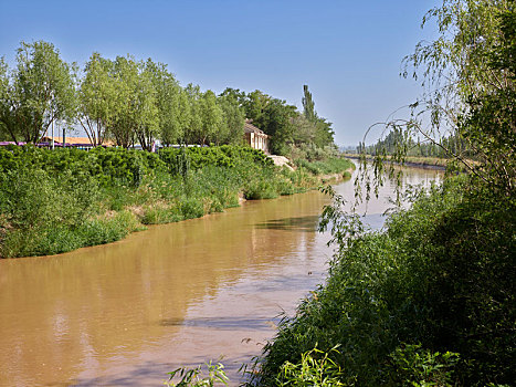 rong bạch kim 666