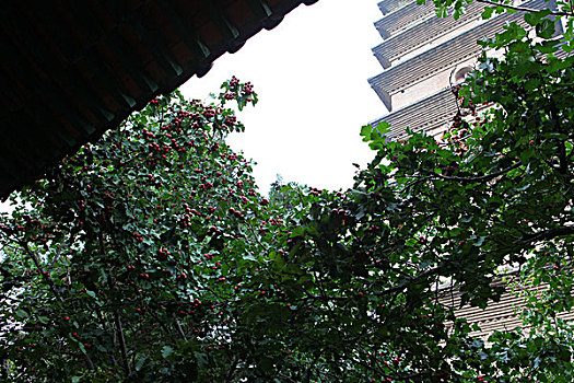 soi cau xo so ho chi minh