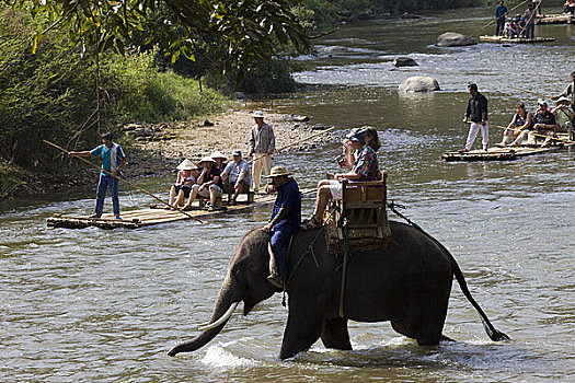 soi câu bach kim