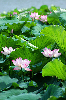 xổ số khánh hòa