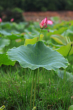 số cần thơ