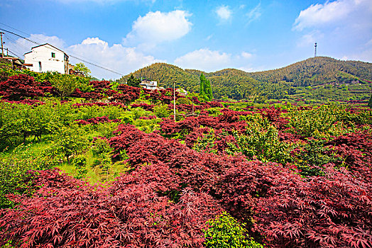 rong bach kim hai nhay