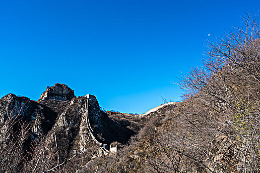 rong bach kim 88 99