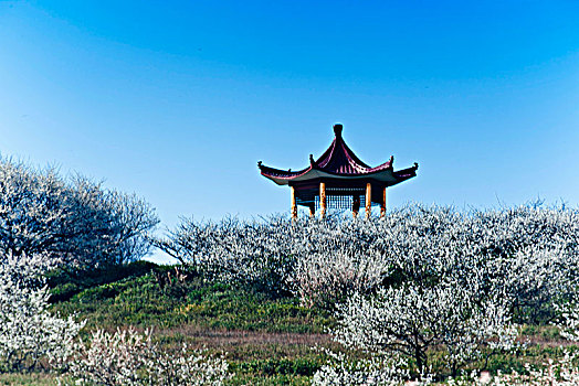 rong bach kim 666 mien nam